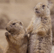 prairie dog adult & baby