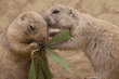 baby prairie dogs