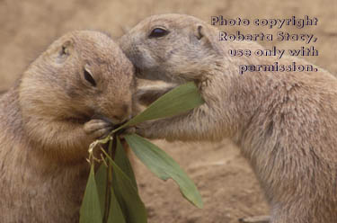 baby prairie dogs