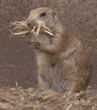 black-tailed prairie dog