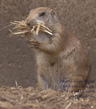 black-tailed prairie dog