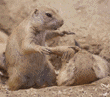 prairie dog babies