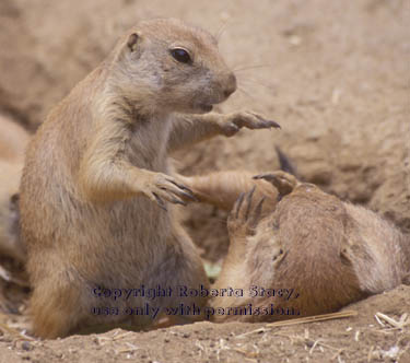 prairie dog babies