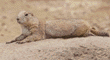 black-tailed prairie dog