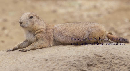 black-tailed prairie dog