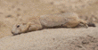 black-tailed prairie dog