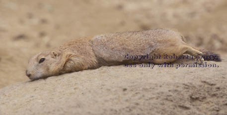 black-tailed prairie dog