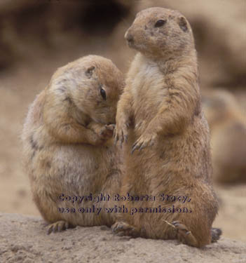 prairie dog & pup