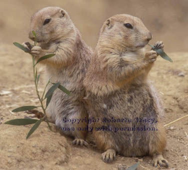 prairie dog pups