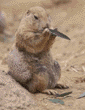 black-tailed prairie dog pup