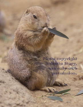 black-tailed prairie dog pup