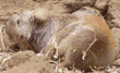 black-tailed prairie dog pups