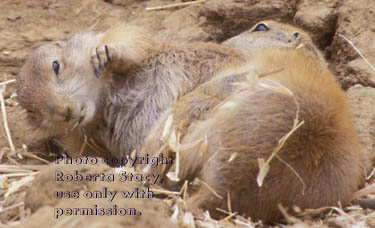 black-tailed prairie dog pups