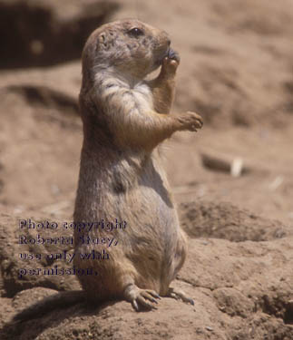 black-tailed prairie dog