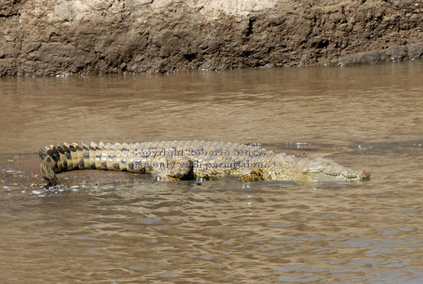 Nile crocodile