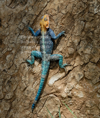 male agama lizard