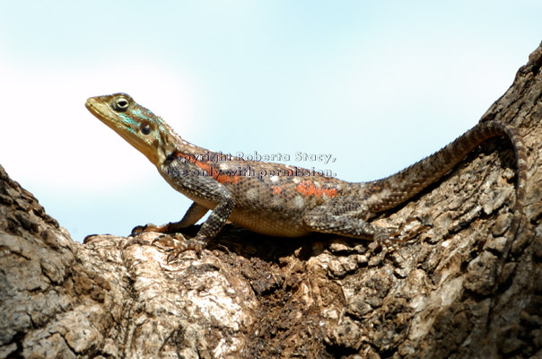 female agama lizard