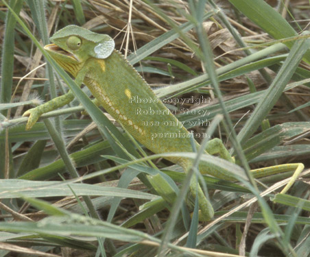 flap necked chameleon Tanzania (East Africa)