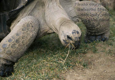 Aldabra tortoise