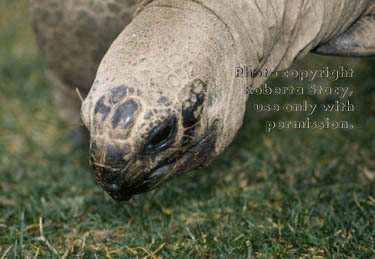 Aldabra tortoise