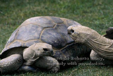 Aldabra tortoises