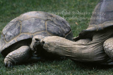 Aldabra tortoises