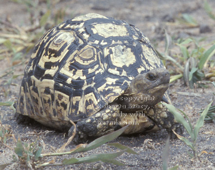 leopard tortoise Tanzania (East Africa)