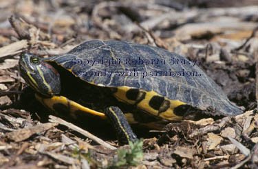 red-eared slider turtle