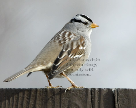 white-crowned sparrow