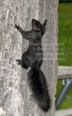 black squirrel going up tree