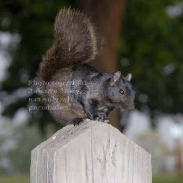 black squirrel