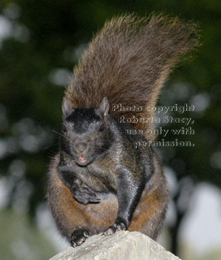 black squirrel