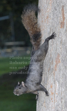 black squirrel coming down tree