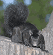 black squirrel