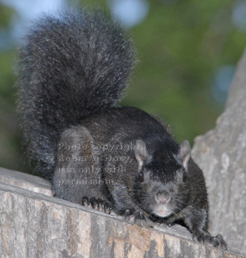 black squirrel