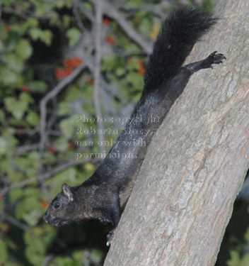 black squirrel on tree