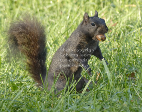 black squirrel with acorn in mouth