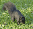 black squirrel burying acorn