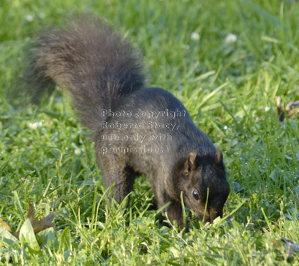 black squirrel burying acorn