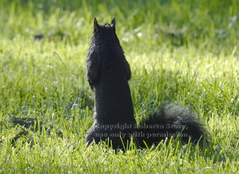 black squirrel facing away from camera