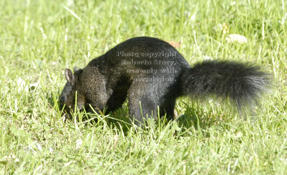 black squirrel burying nut in lawn