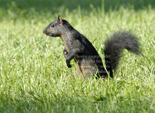 black squirrel standing in grass