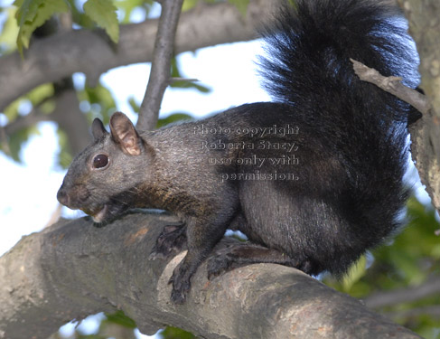 black squirrel with acorn on tree branch