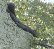 black squirrel stretched out on tree