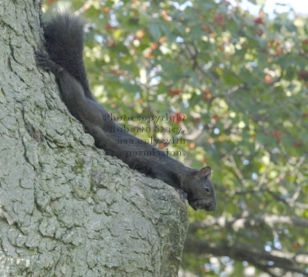 black squirrel stretched out on tree