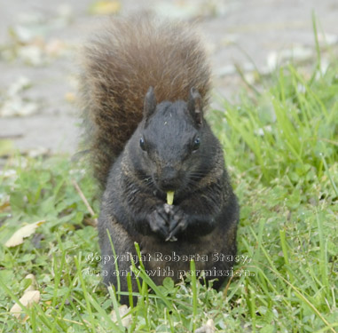 black squirrel eating