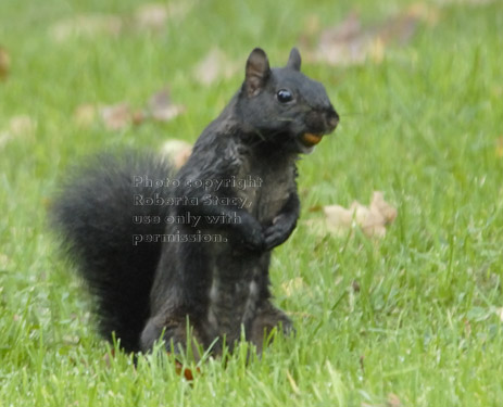 black squirrel standing with acorn in mouth