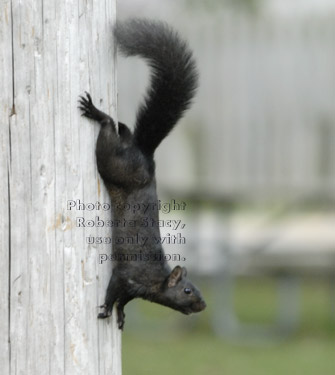 black squirrel going down telephone pole