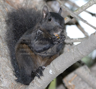 black squirrel on tree branch holding acor