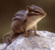 eastern chipmunk